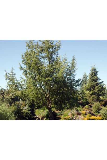 Larix kaempferi Diana